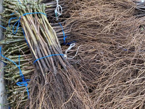 Irsai Olivér oltvány Irsai Olivér oltvány