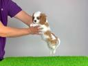 Törzskönyves Cavalier King Charles spániel kiskutya