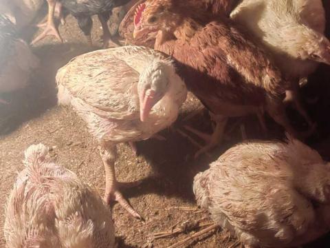 Vegyes ivari csibe Vegyes ivari csibe