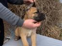 Eladó Cane Corso kiskutyák