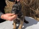 Eladó Cane Corso kiskutyák