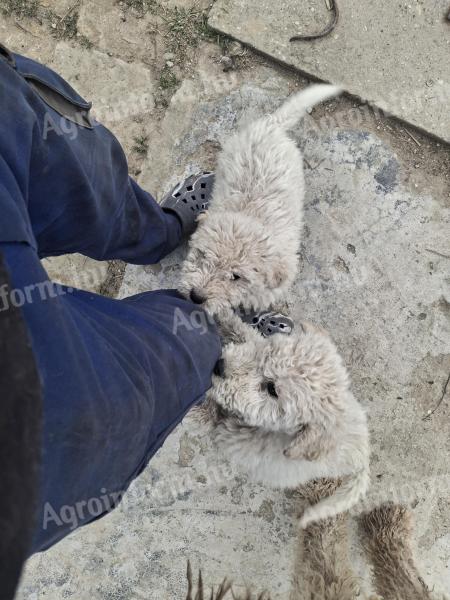 Komondor fajtatiszta jellegű kiskutyák örökbefogadhatók