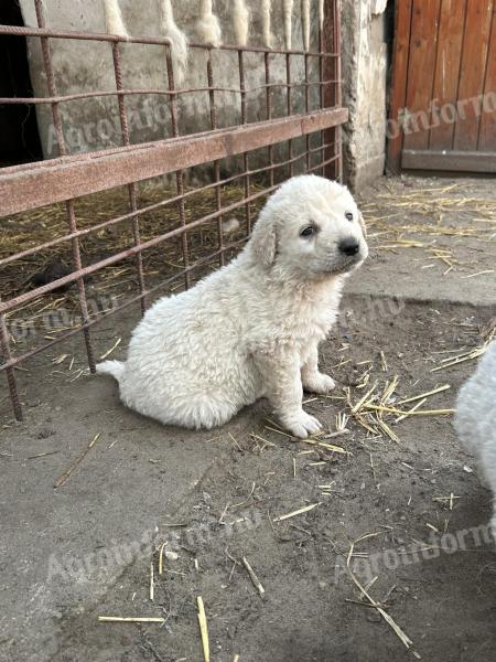 Kuvasz kölyök