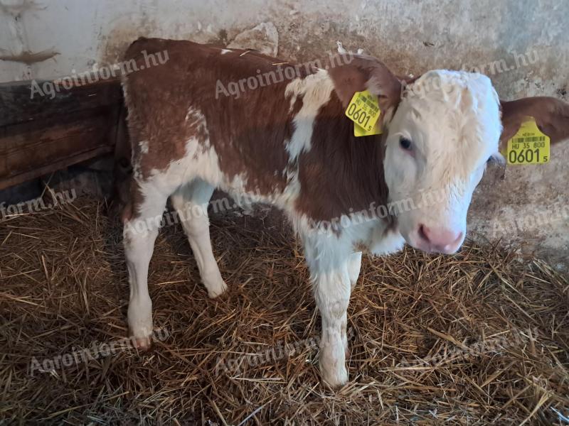 Magyartarka üsző borjú