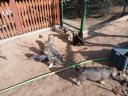 Kangal komondor kiskutya