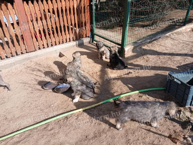 Kangal komondor kiskutya