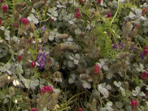 Zöldugar – 51% lucernát tartalmazó, szárazságtűrő vetőmagkeverék Zöldugar – 51% lucernát tartalmazó, szárazságtűrő vetőmagkeverék