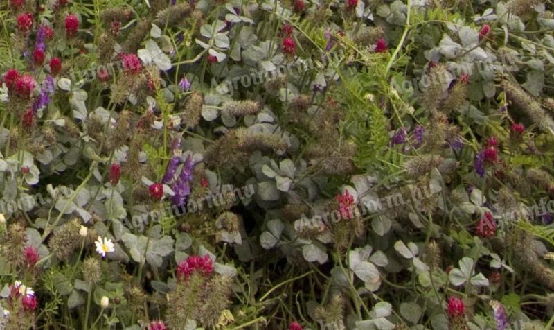 Zöldugar – 51% lucernát tartalmazó, szárazságtűrő vetőmagkeverék