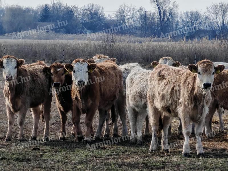 Növendékek vegyes ivarban eladók