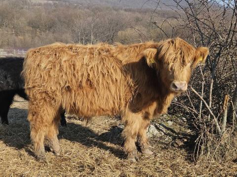 Skót felfoldi - angus tinó Skót felfoldi - angus tinó
