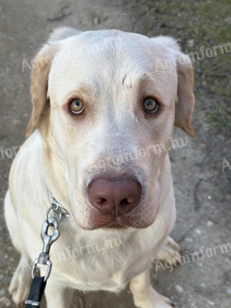 Ingyen elvihető labrador kan