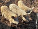 Szőke mangalica malacok