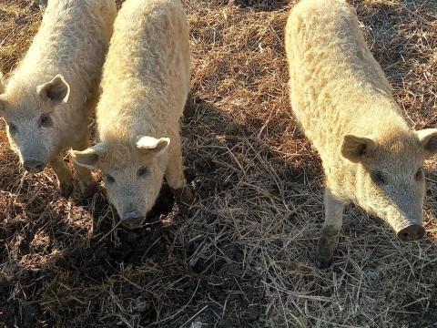 Szőke mangalica malacok eladó