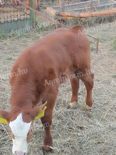 Magyartarka limousin bika borjú eladó