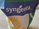 Syngenta Sureli LO napraforgó vetőmag eladó