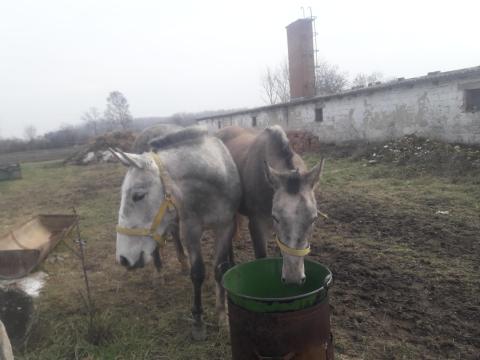 Lovak eladása Lovak eladása
