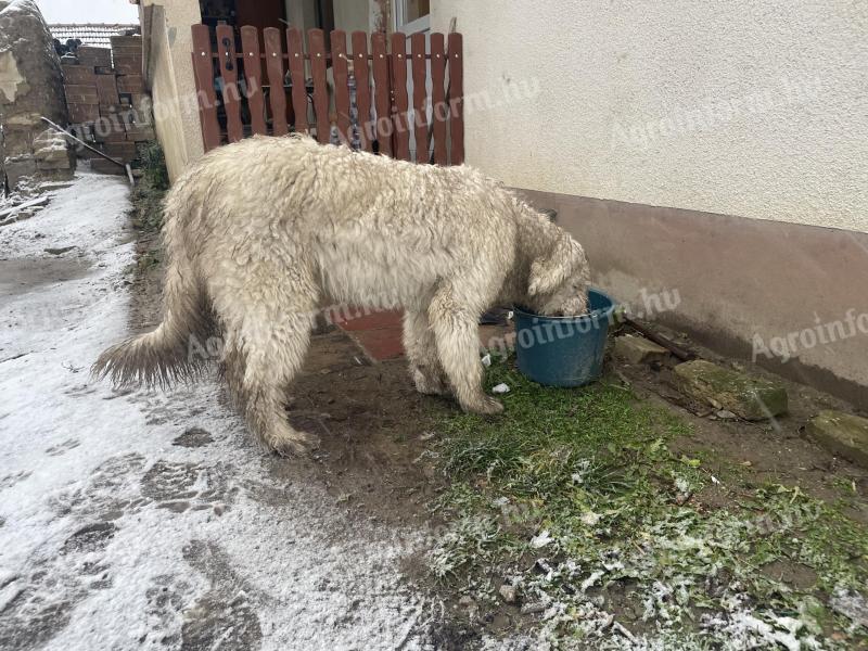 1 éves komondor szuka