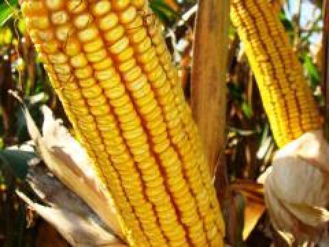 Kukorica vetőmag a Gabonakutatótól – Szegedi 386, korai, FAO 380, szemes/siló kukorica Kukorica vetőmag a Gabonakutatótól – Szegedi 386, korai, FAO 380, szemes/siló kukorica