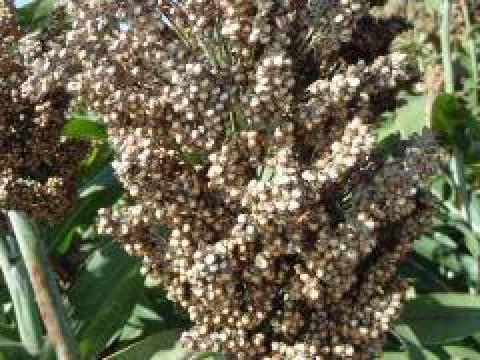 Farmsugro 180 Farmsugro 180