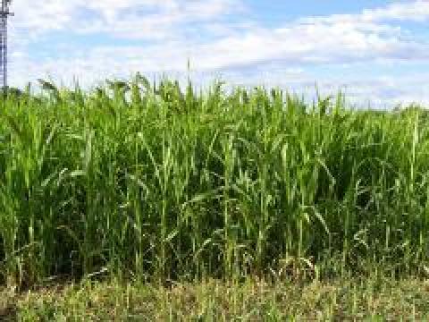 Fertődi 2 Fertődi 2