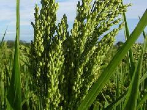 GK Piroska GK Piroska