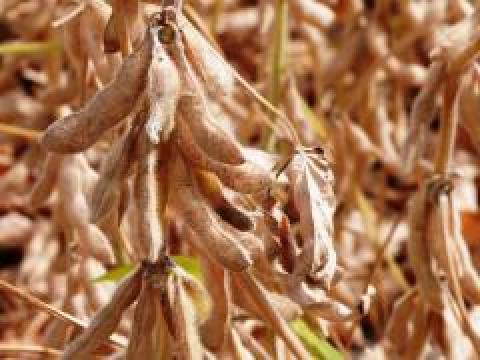 Pannónia Kincse Pannónia Kincse