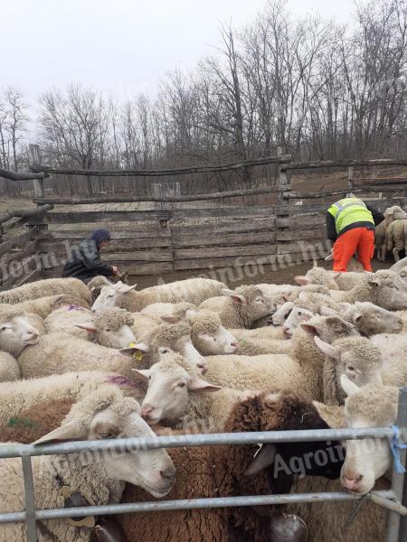 Birka körmölést vállalok
