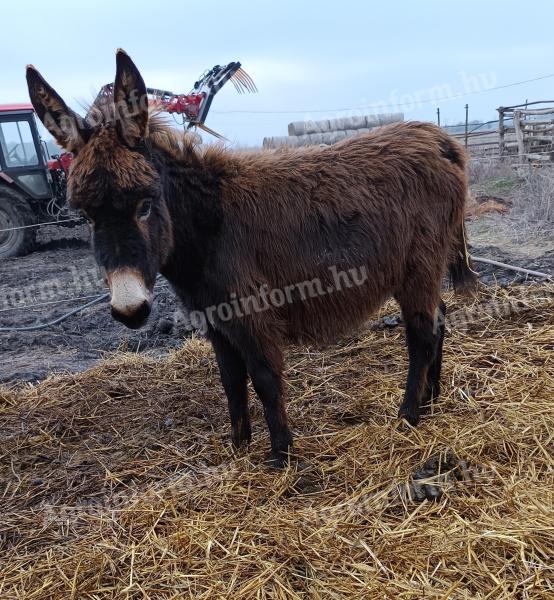 Mén,  szamár,  csikók eladók