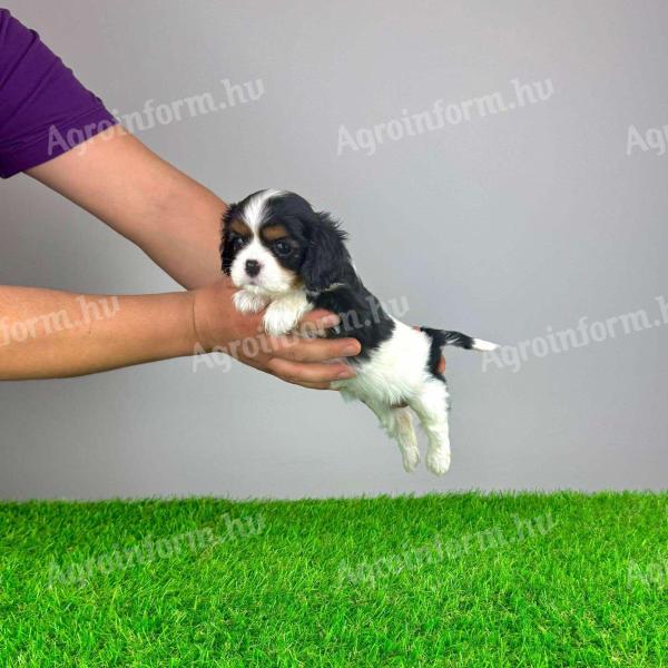 Törzskönyves Cavalier King Charles spániel kiskutya