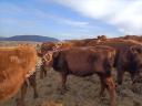 Aberdeen angus üszők eladók