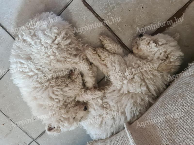 Komondor jellegű,  8 hetes kis kutyák