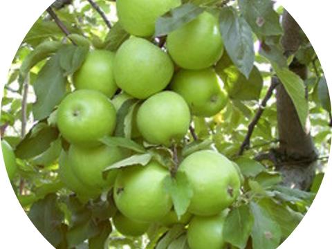 Granny Smith Granny Smith