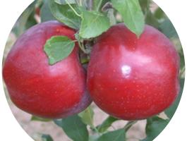 Jonathan Csány almafacsemete rendelhető többféle kiszerelésben