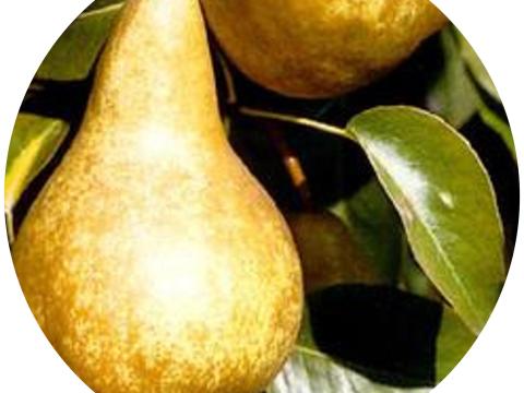 Bosc kobak körte facsemete konténeres kiszerelésben Bosc kobak körte facsemete konténeres kiszerelésben
