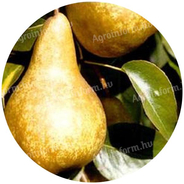 Bosc kobak körte facsemete konténeres kiszerelésben