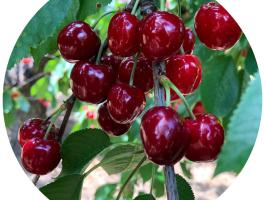 Bigarreau Burlat cseresznyefa konténeres facsemete eladó