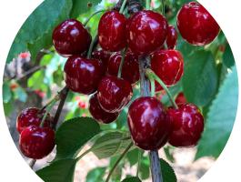 Linda cseresznye konténeres facsemete eladó