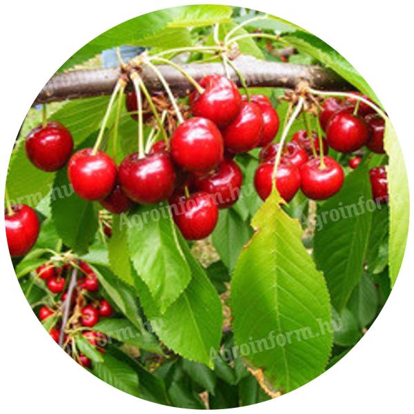 Sunburst cseresznye facsemete konténeres kiszerelésben