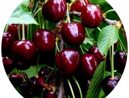 Szomolyai fekete cseresznye konténeres facsemete eladó