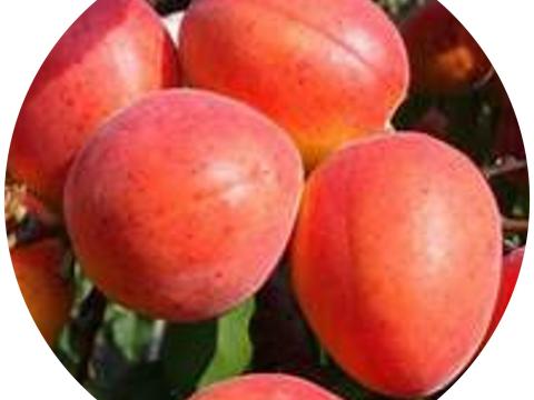 Ceglédi bíbor kajszibarack facsemeték eladók Ceglédi bíbor kajszibarack facsemeték eladók