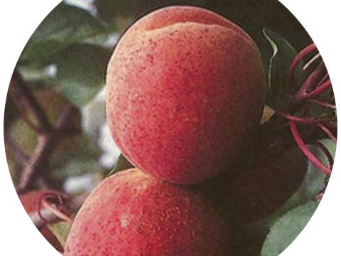 Ceglédi kedves Ceglédi kedves