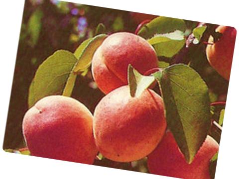 Ceglédi Piroska Ceglédi Piroska