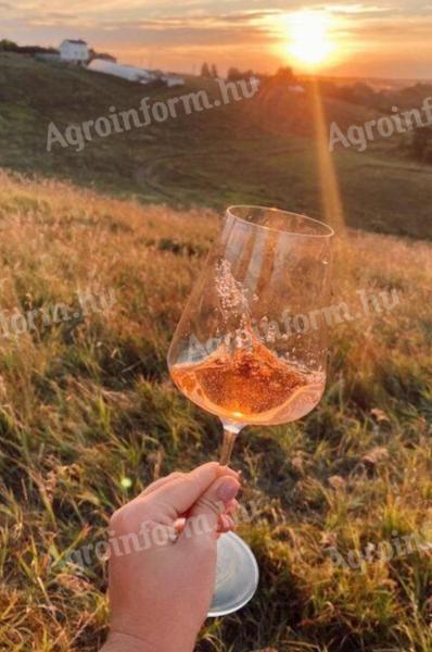 Cabernet Sauvignon rosé eladó