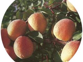 Gönci magyar kajszi facsemete eladó