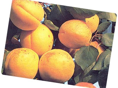 Pannónia kajszi facsemete eladó Pannónia kajszi facsemete eladó