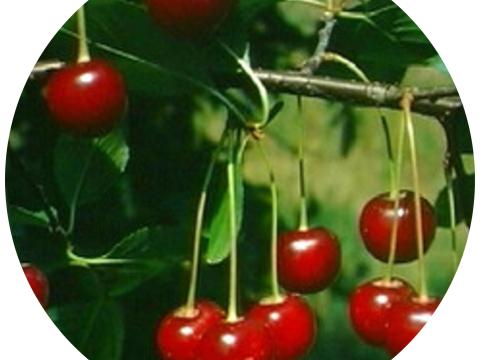 Cigánymeggy Cigánymeggy