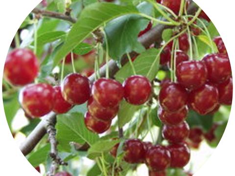 Debreceni bőtermő Debreceni bőtermő