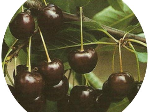 Érdi Jubileum Érdi Jubileum