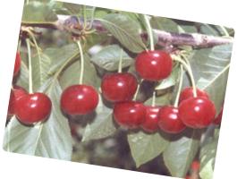 Érdi nagygyümölcsű meggy facsemete eladó – szabadgyökeres, földlabdás, konténeres