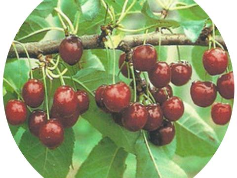 Meteor korai Meteor korai